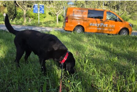 easyPet dog