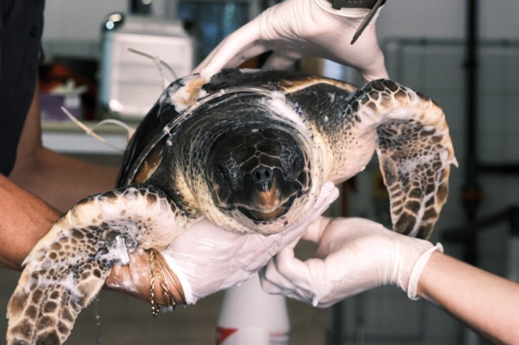CC-31 est une tortue caouanne, pensionnaire du CRFS depuis la mi-avril 2025 © Benjamin Godart - Monaco Tribune