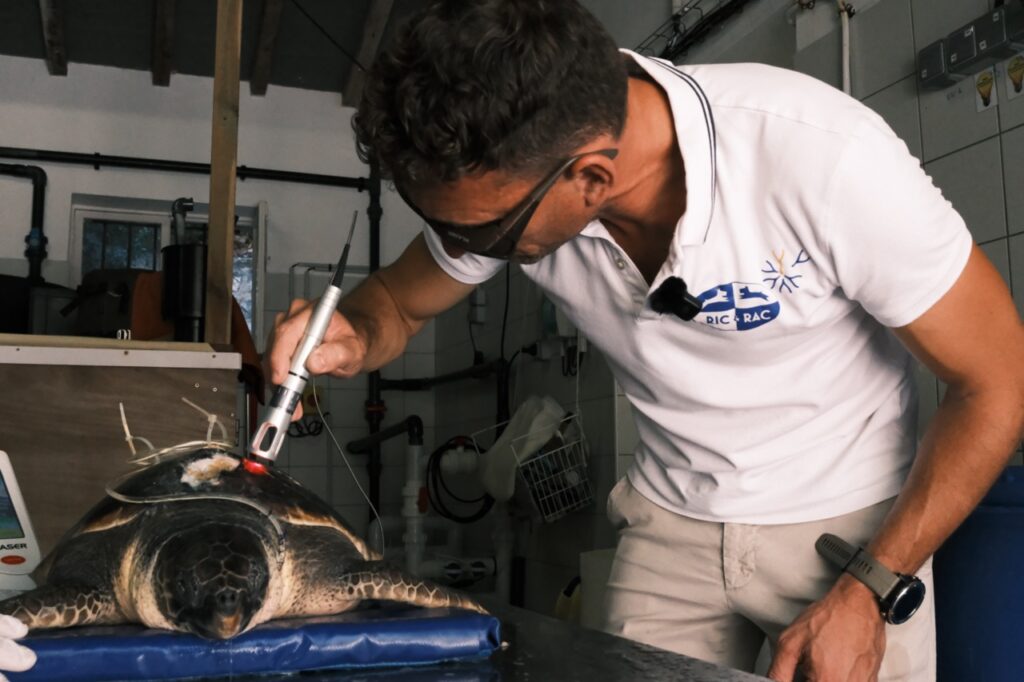 laser-tortue-vétérinaire