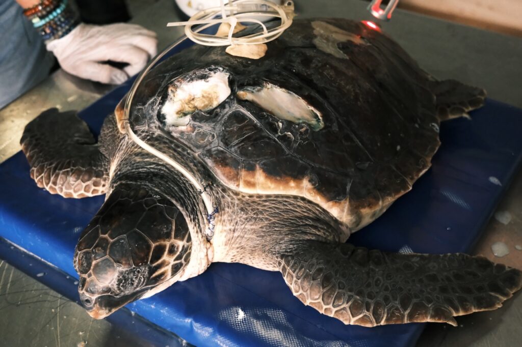 Il guscio delle tartarughe ha una struttura simile a quella del cranio umano. Al tempo stesso solido e molto fragile, protegge i polmoni e i visceri flessibili della tartaruga © Benjamin Godart - Monaco Tribune