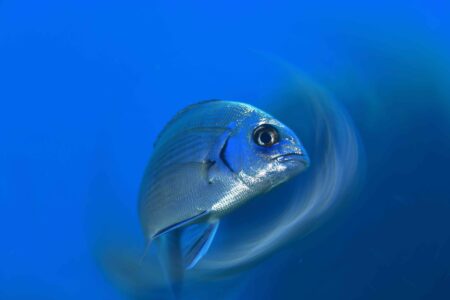 Photo Prix poisson Bassem 2024_11zon