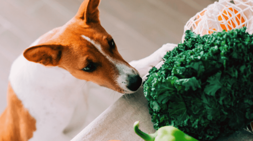 alimentation chiens
