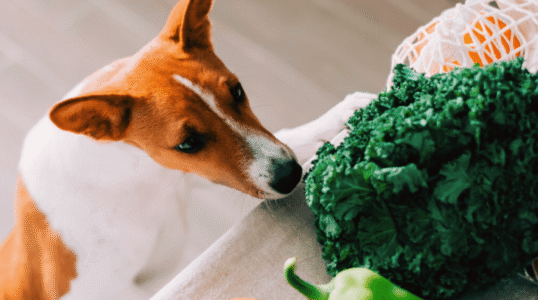 alimentation chiens