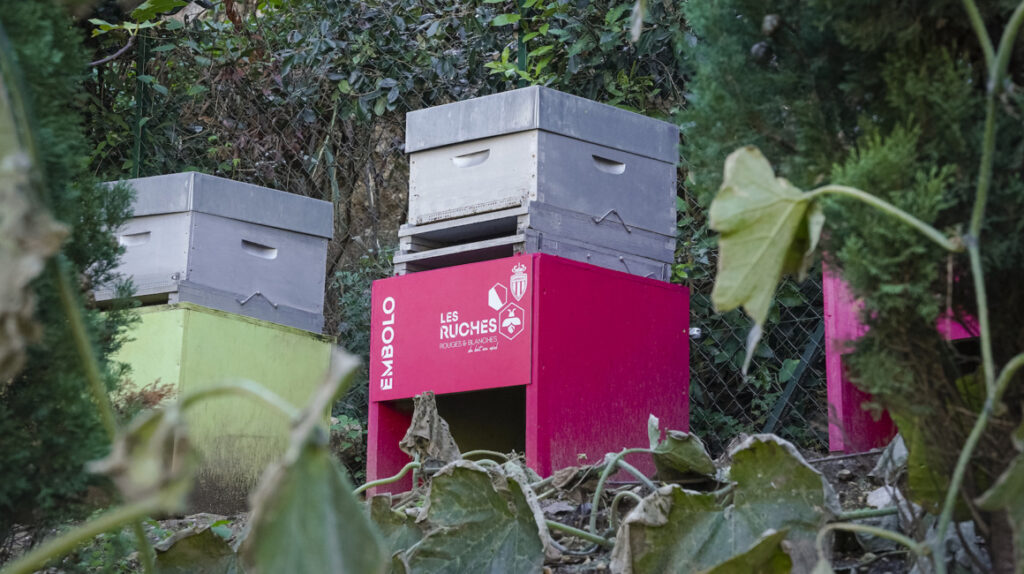 Les Ruches Rouges & Blanches © AS Monaco