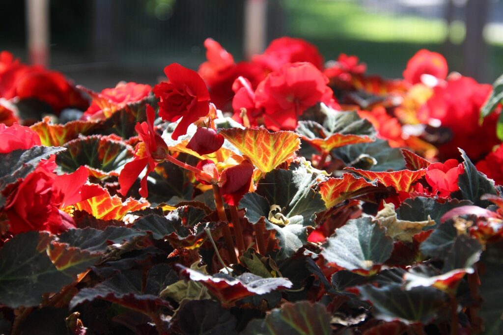 begonias-parc-princesse-antoinette