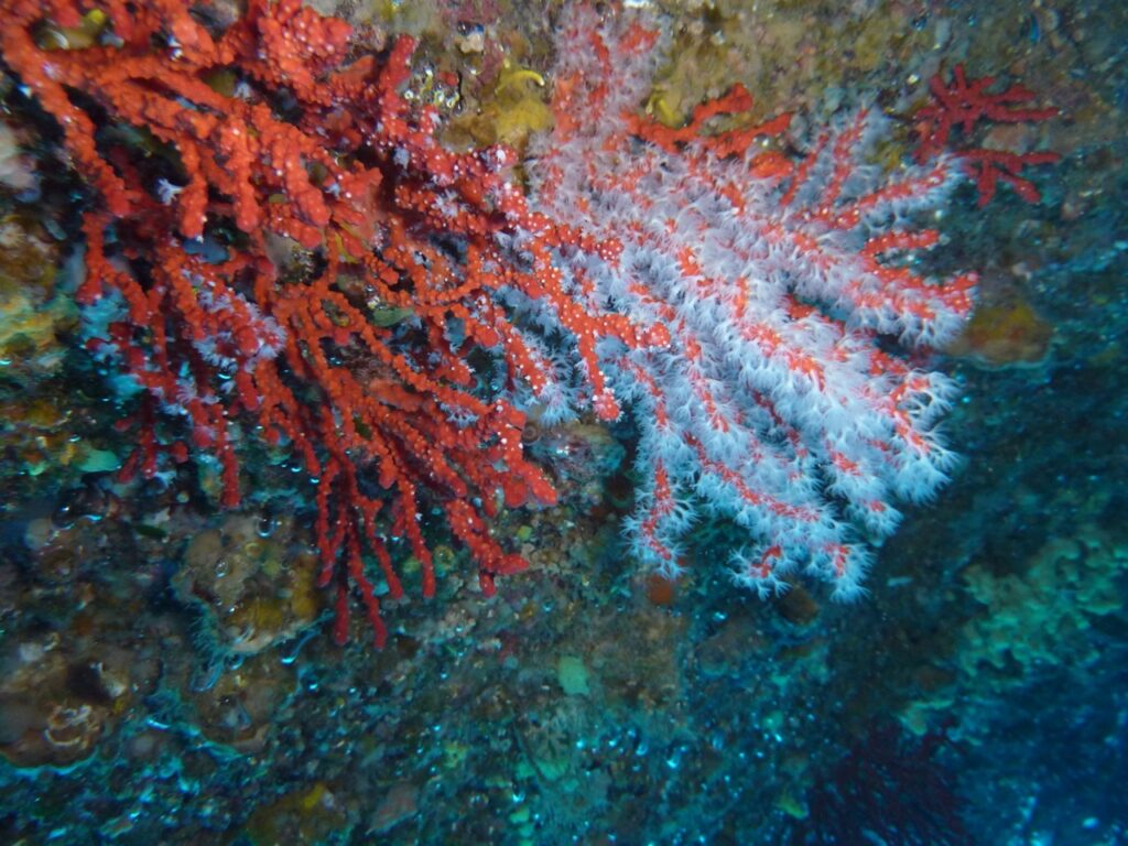 Le Corail rouge de Méditerranée © S. Reynaud - CSM