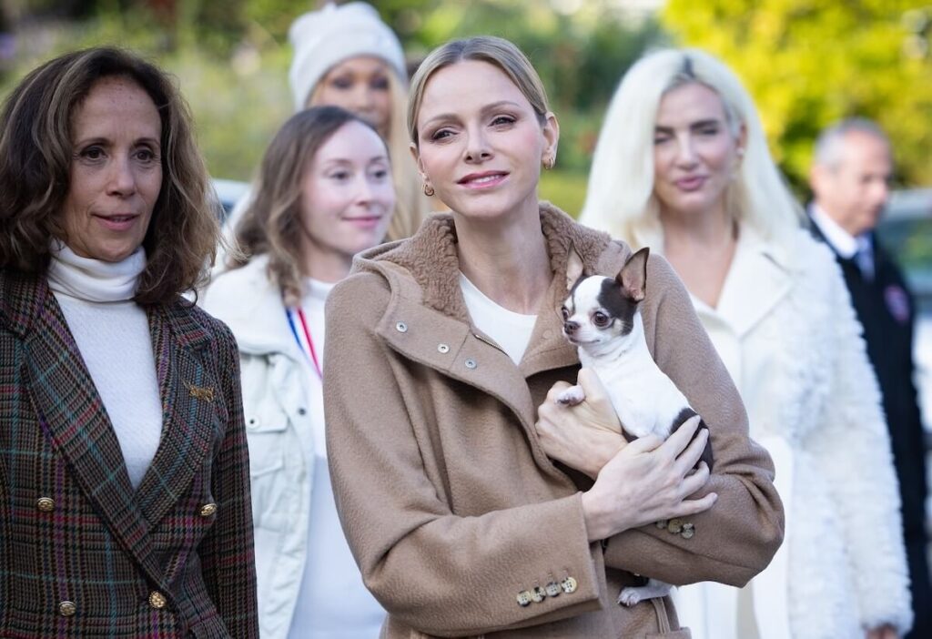 княгиня шарлен собака копия