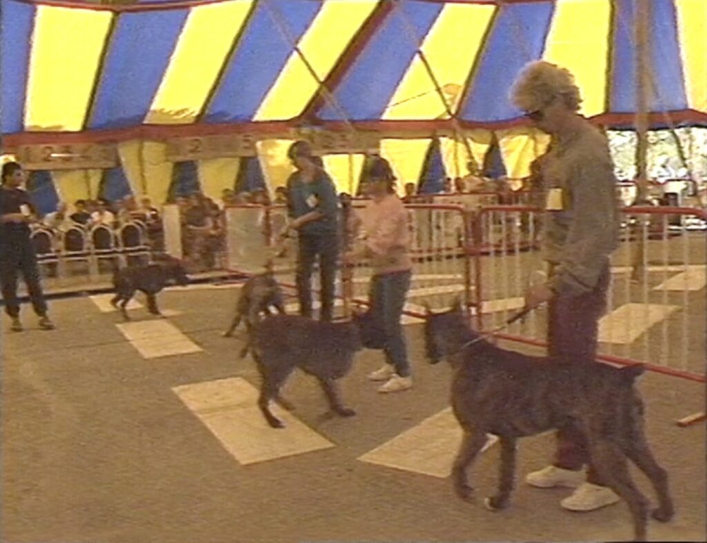 La 50e exposition s'est déroulée le 24 et 25 avril 1987 présentant 1227 chiens de toutes races © Droits réservés - IAM. Fonds TMC