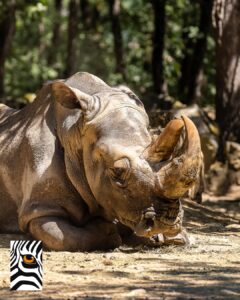 rhinocéros blanc Margareth