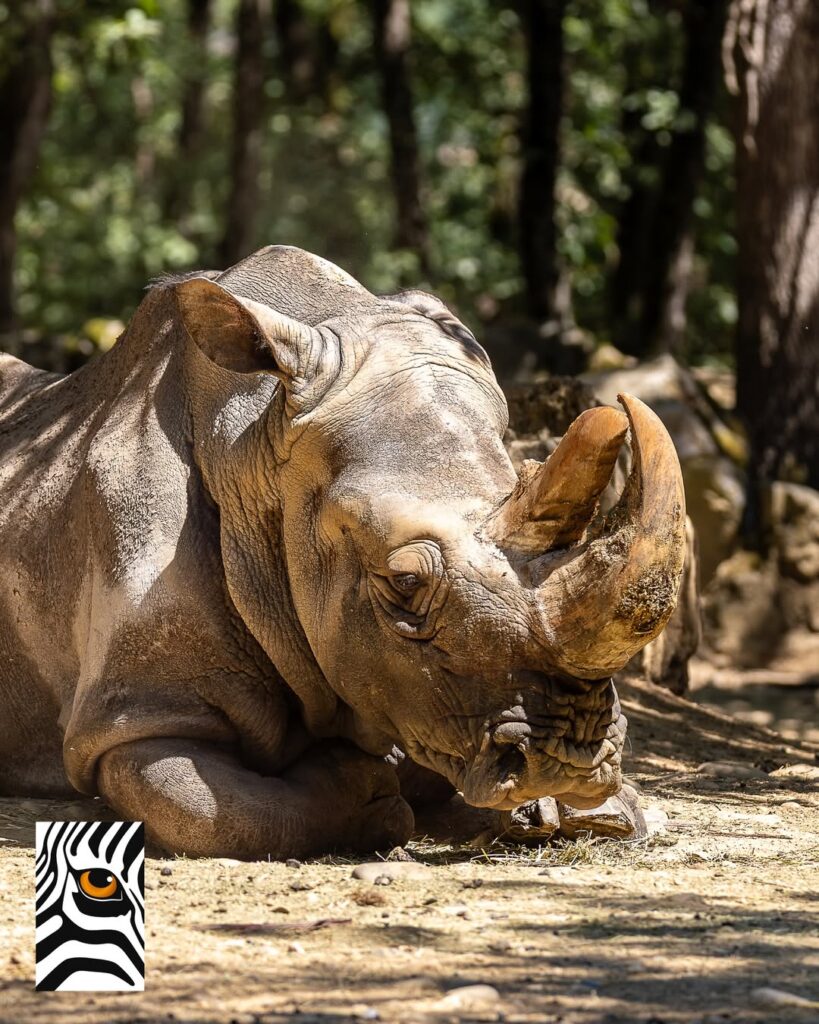 rhinocéros blanc Margareth