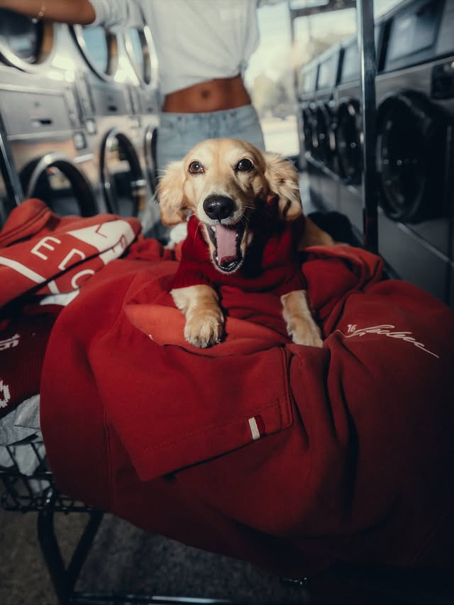 Léo, le chien du pilote monégasque joue les ambassadeurs de la marque de son maître © Instagram Charles Leclerc 