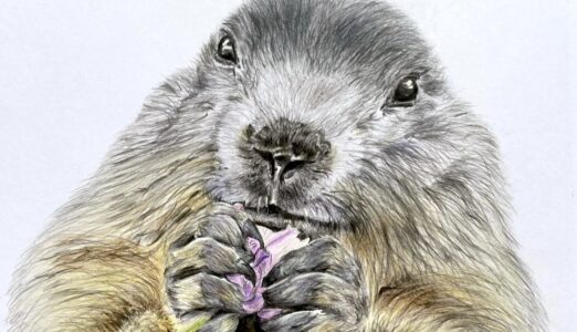 Bravo à Isabelle Le Bas, gagnante de notre concours dessin avec sa marmotte © Mille et uns traits