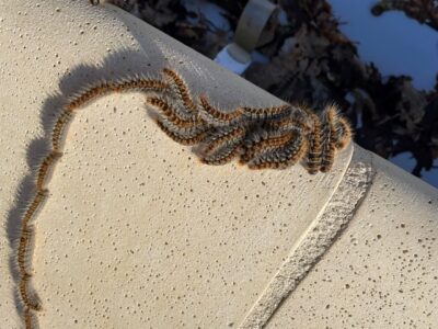 Près de 4000 signalements de chenilles processionnaires ont été effectués en 2025 auprès de la plateforme de signalement spécialisée en France © Observatoire des chenilles processionnaires – Fredon France