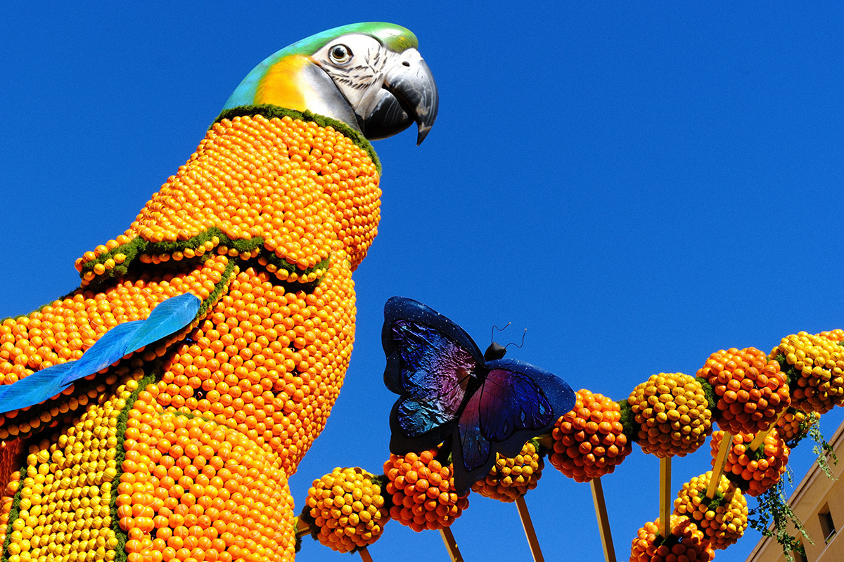 Couleurs, agrumes et animaux géants : nos images de la Fête du Citron à ...