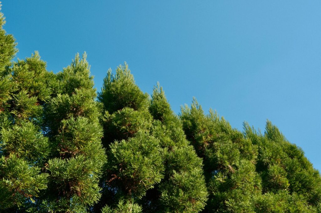 Le cyprès est très présent sur la Côte d'Azur © Nhi Ly - Unsplash  