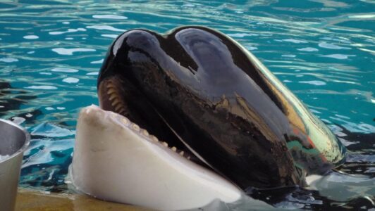 L'ONG Seashepherd avait fait part de ses inquiétudes quant à la situation en février © Seashepherd