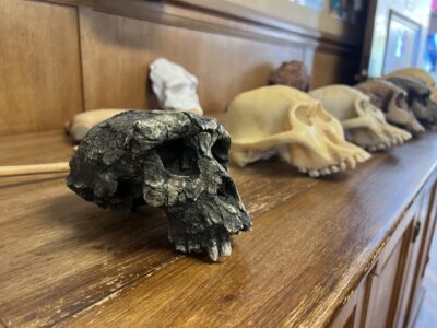 Une reproduction du crâne de Toumaï en résine figure à côté de crânes d'autres hominines © Monaco Tribune