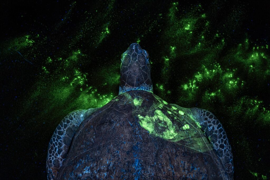 Handprint on Sea Turtle © Britta Jaschinski