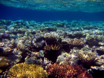 La Grande Barrière de corail, au large de l'Australie, est le plus grand écosystème sur Terre et visible depuis l'espace © Nuraini Arsad - Unsplash